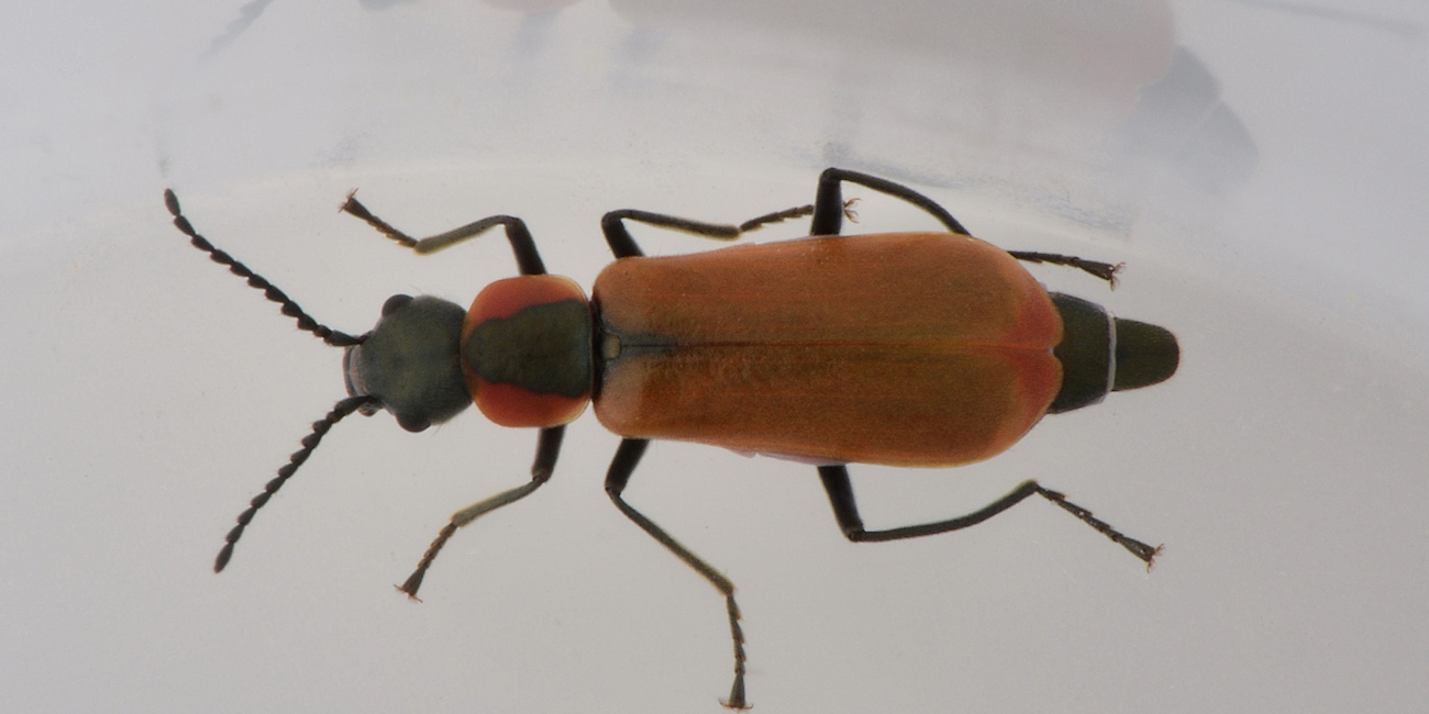 Malachiidae: Anthocomus rufus